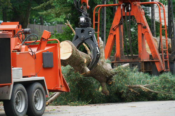 Best Residential Tree Removal  in Perry, MI